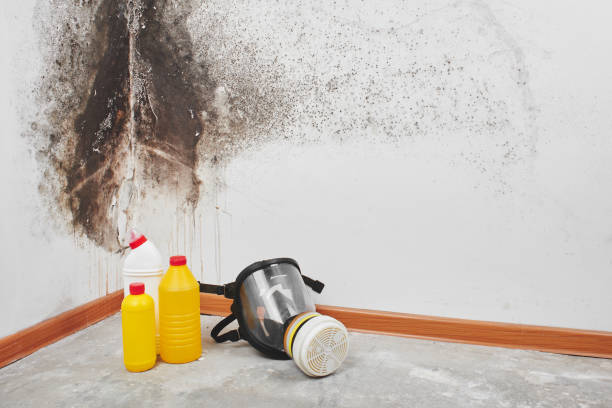 Certified Mold Removal in Justice, OK