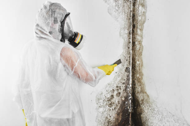 Best Mold Removal Company Near Me  in Justice, OK