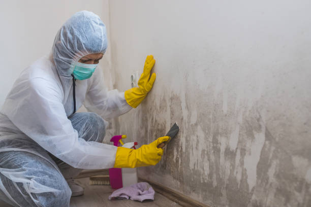 Best Mold Remediation Experts  in Justice, OK