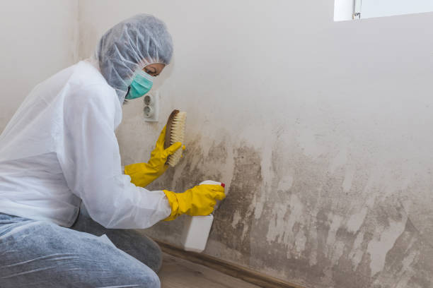 Best Fast Mold Removal  in Justice, OK