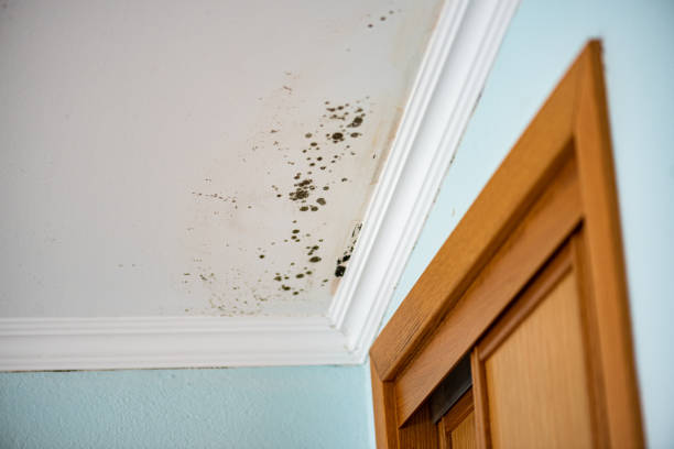 Best Best Mold Removal Companies  in Justice, OK