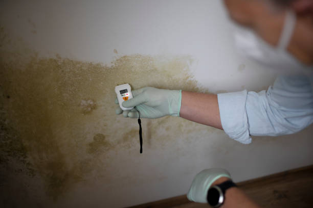 Best Residential Mold Removal  in Justice, OK