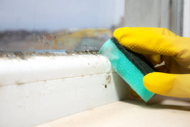 Best Emergency Mold Removal  in Justice, OK