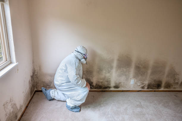 Best Affordable Mold Removal  in Justice, OK