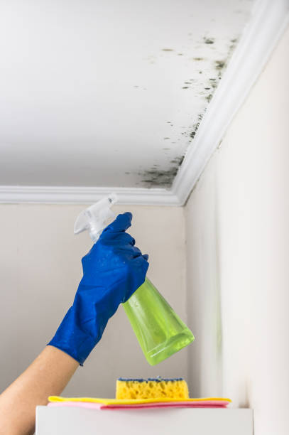 Best Commercial Mold Removal  in Justice, OK
